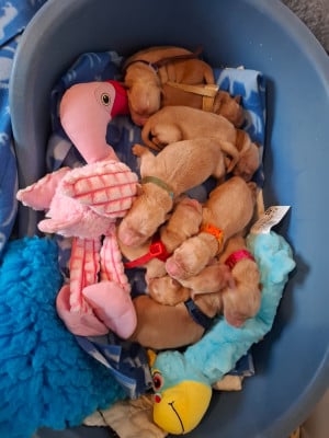 Les chiots de Golden Retriever