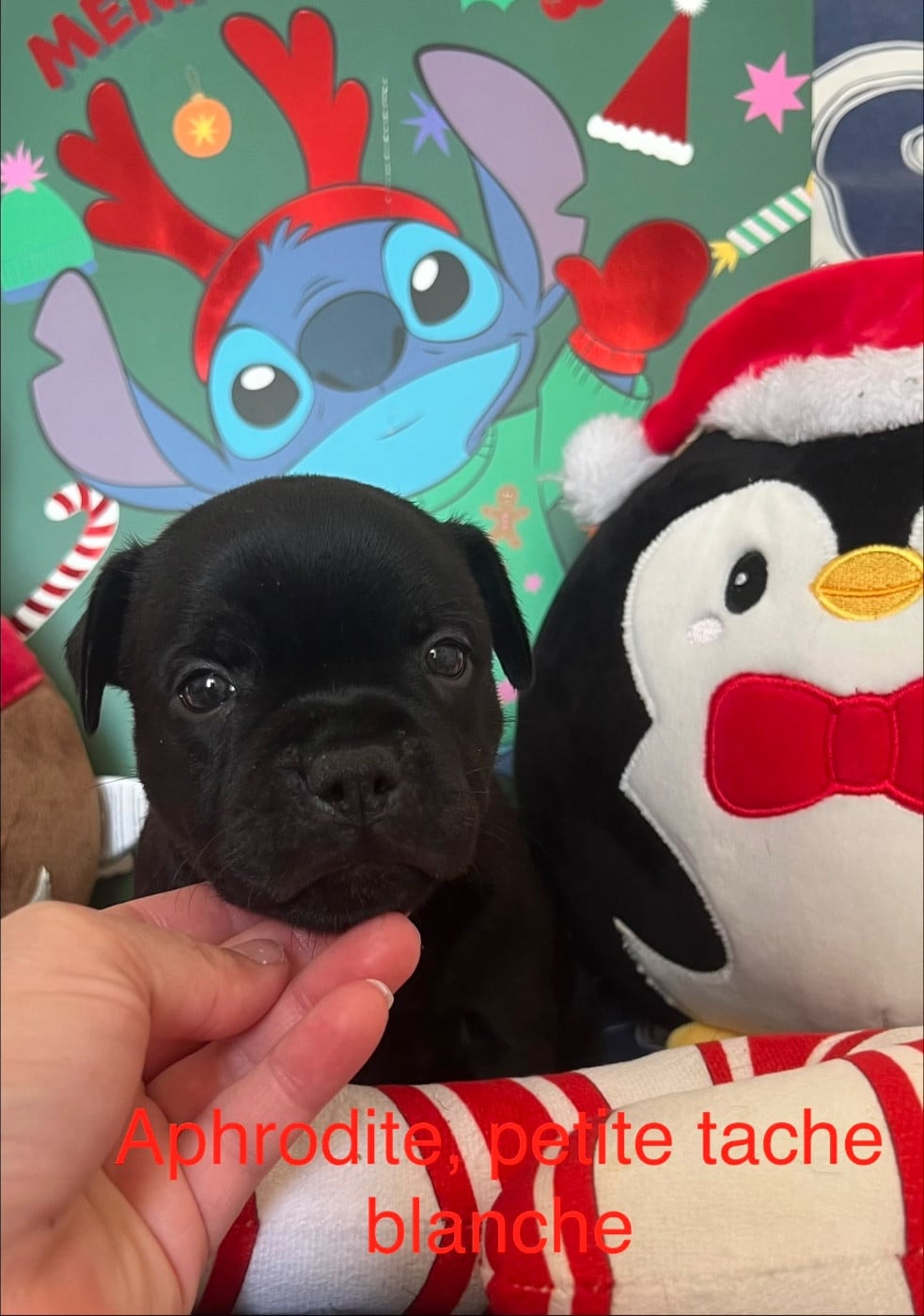 CHIOT 3 - Staffordshire Bull Terrier