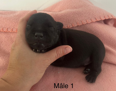 Les chiots de Staffordshire Bull Terrier