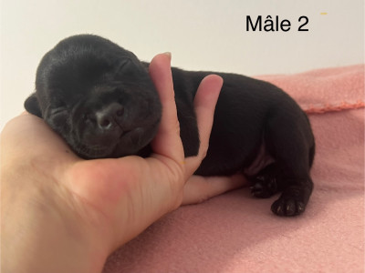 Les chiots de Staffordshire Bull Terrier