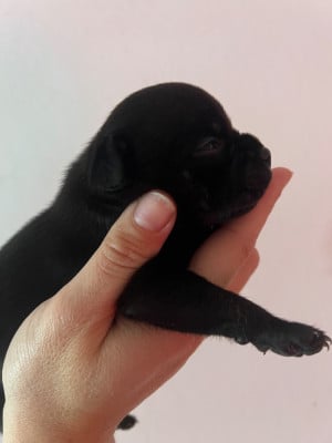 Les chiots de Staffordshire Bull Terrier