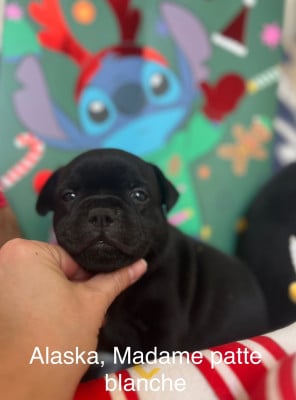 CHIOT 2 - Staffordshire Bull Terrier