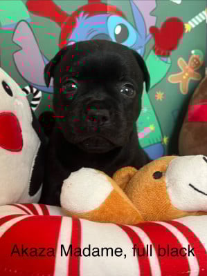 CHIOT 1 - Staffordshire Bull Terrier