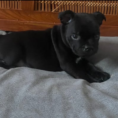 Les chiots de Staffordshire Bull Terrier