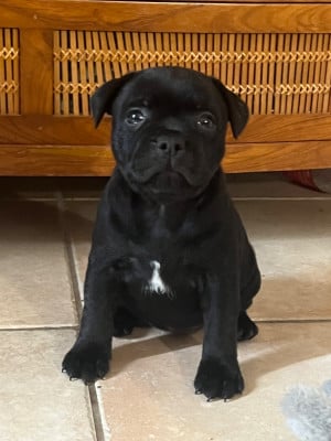 Les chiots de Staffordshire Bull Terrier
