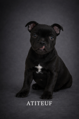 Les chiots de Staffordshire Bull Terrier