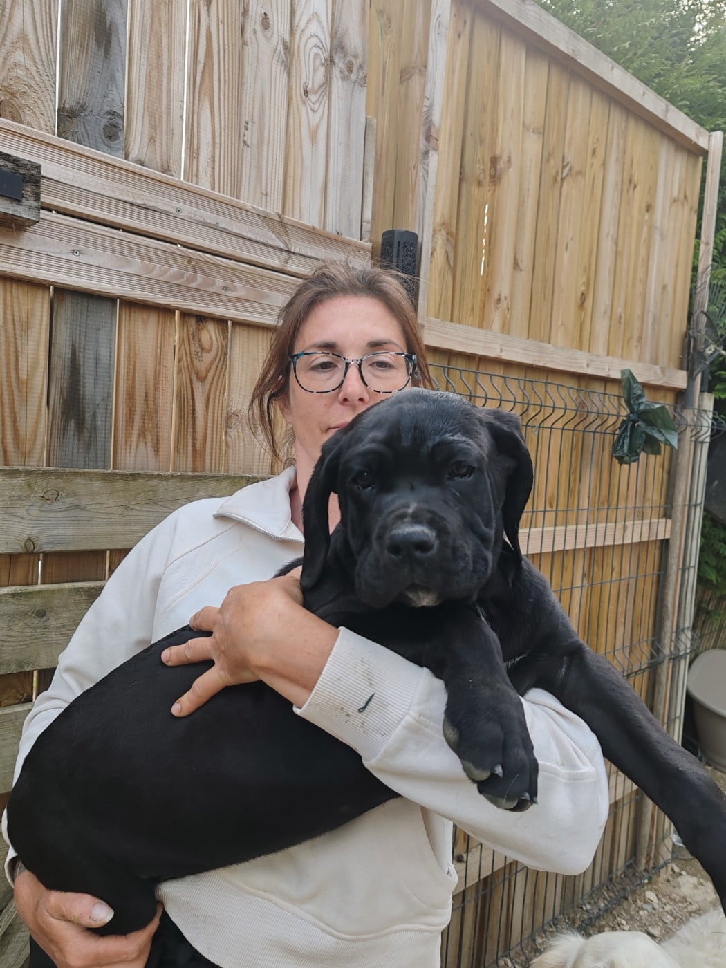 Cane Corso - Des Gardiens De Lennantony