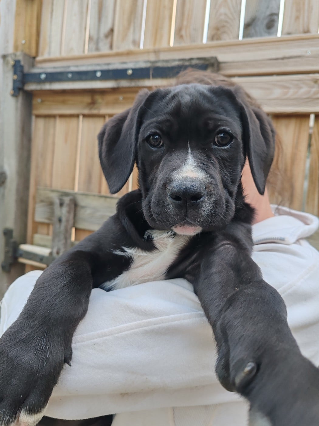 Cane Corso - Des Gardiens De Lennantony