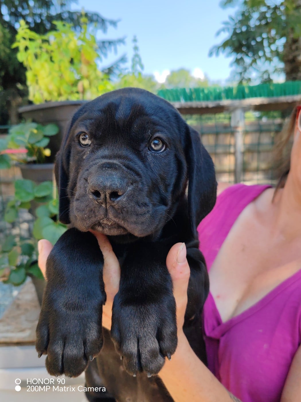 Cane Corso - Des Gardiens De Lennantony