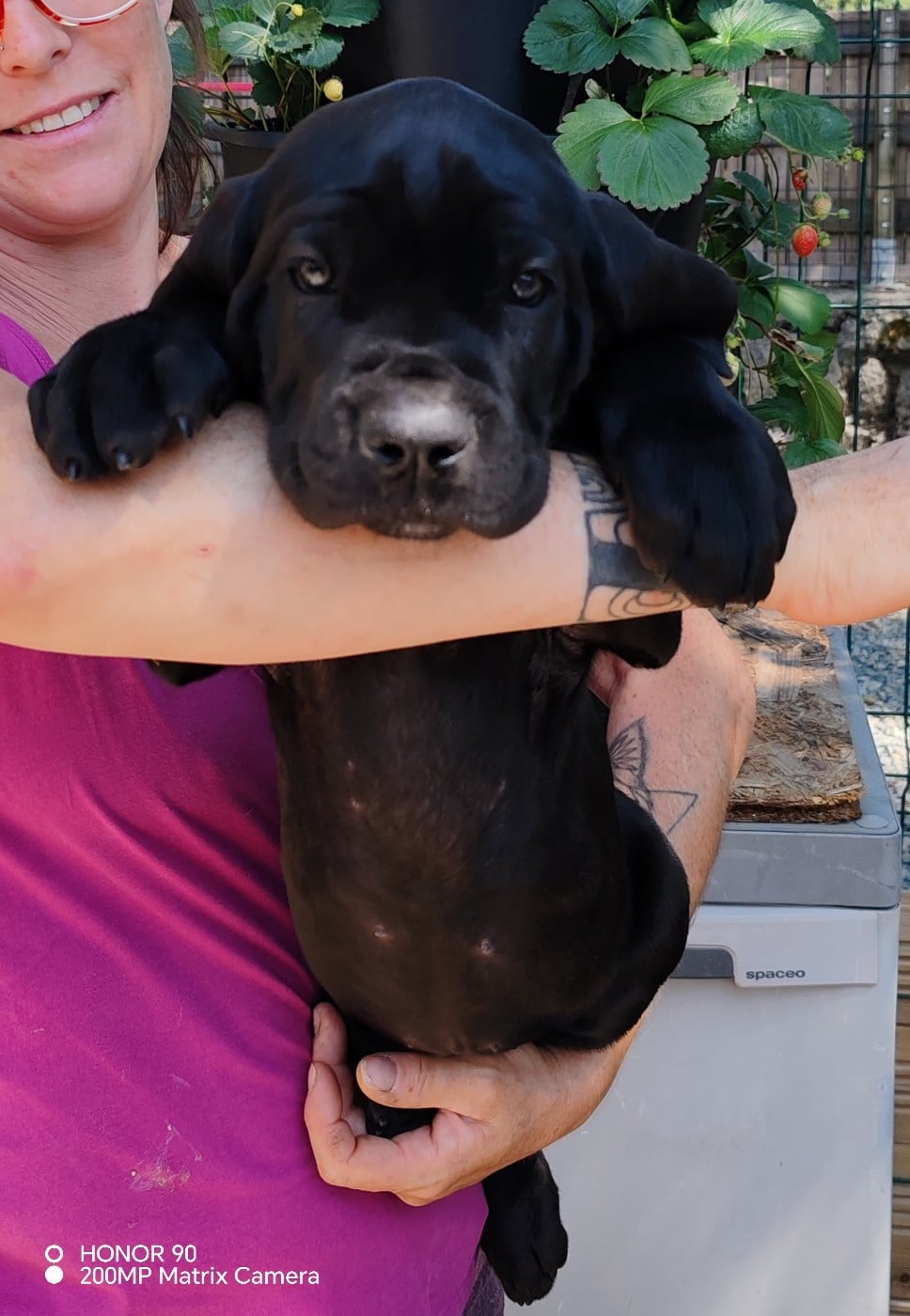 BAKU - Cane Corso