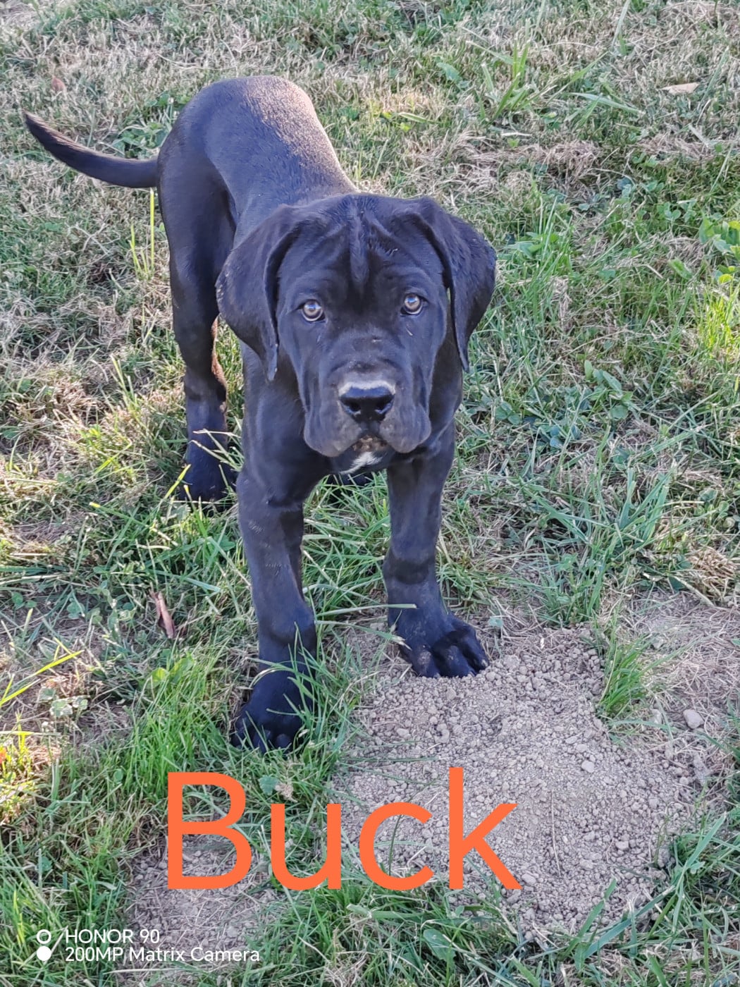 BUCK