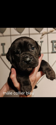 Les chiots de Cane Corso
