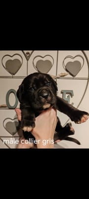 Les chiots de Cane Corso