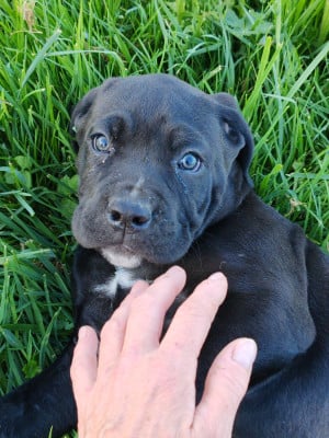 Les chiots de Cane Corso