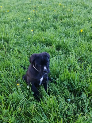 Les chiots de Cane Corso