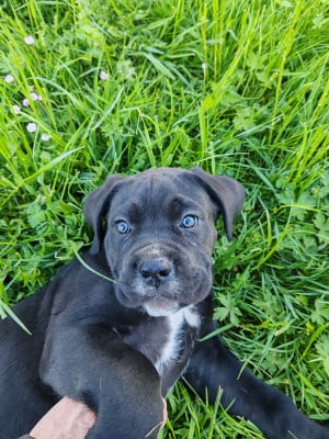 Les chiots de Cane Corso