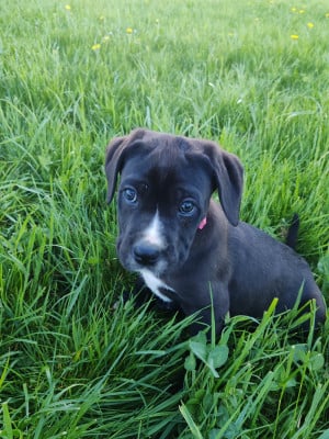 Les chiots de Cane Corso