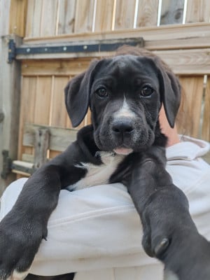 Les chiots de Cane Corso