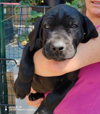 Les chiots de Cane Corso