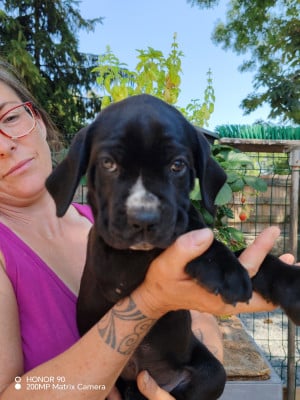 Les chiots de Cane Corso