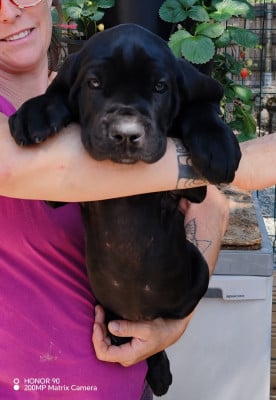 Les chiots de Cane Corso