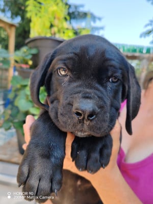 Les chiots de Cane Corso