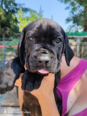 Les chiots de Cane Corso