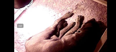 Les chiots de Cane Corso