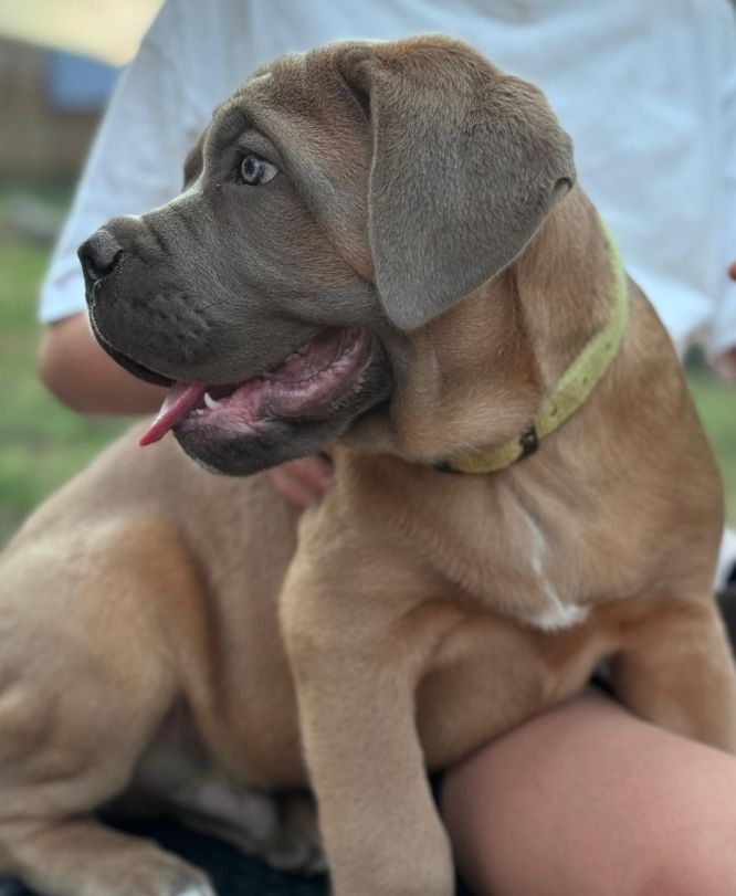 Alpha Des Gardiens De Lennantony - Très prometteur / 1er / Meilleur baby