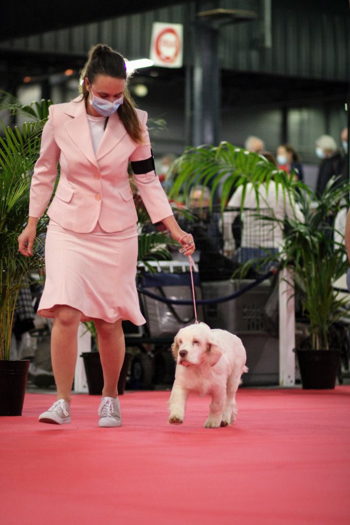 Hobivanna Sheer of attack - Meilleur Baby de la race