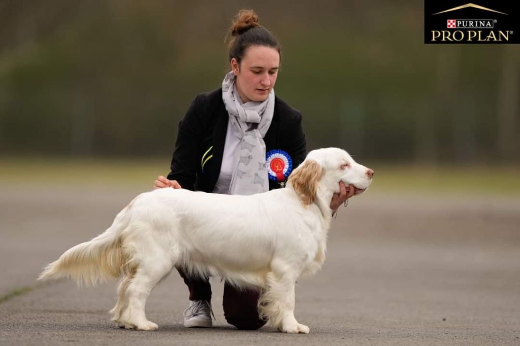 Hobivanna Sheer of attack - Meilleur baby et 3 -ème meilleur baby de la N.E