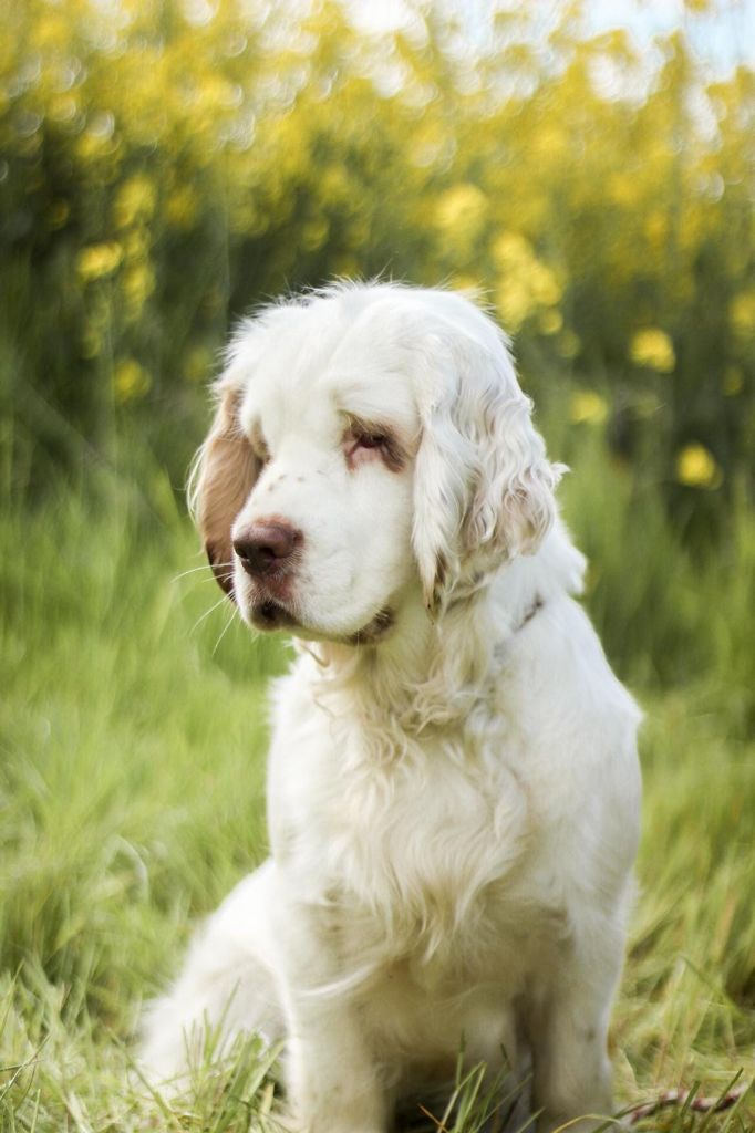 Hobivanna Sheer of attack - BOBJ Crufts qualification