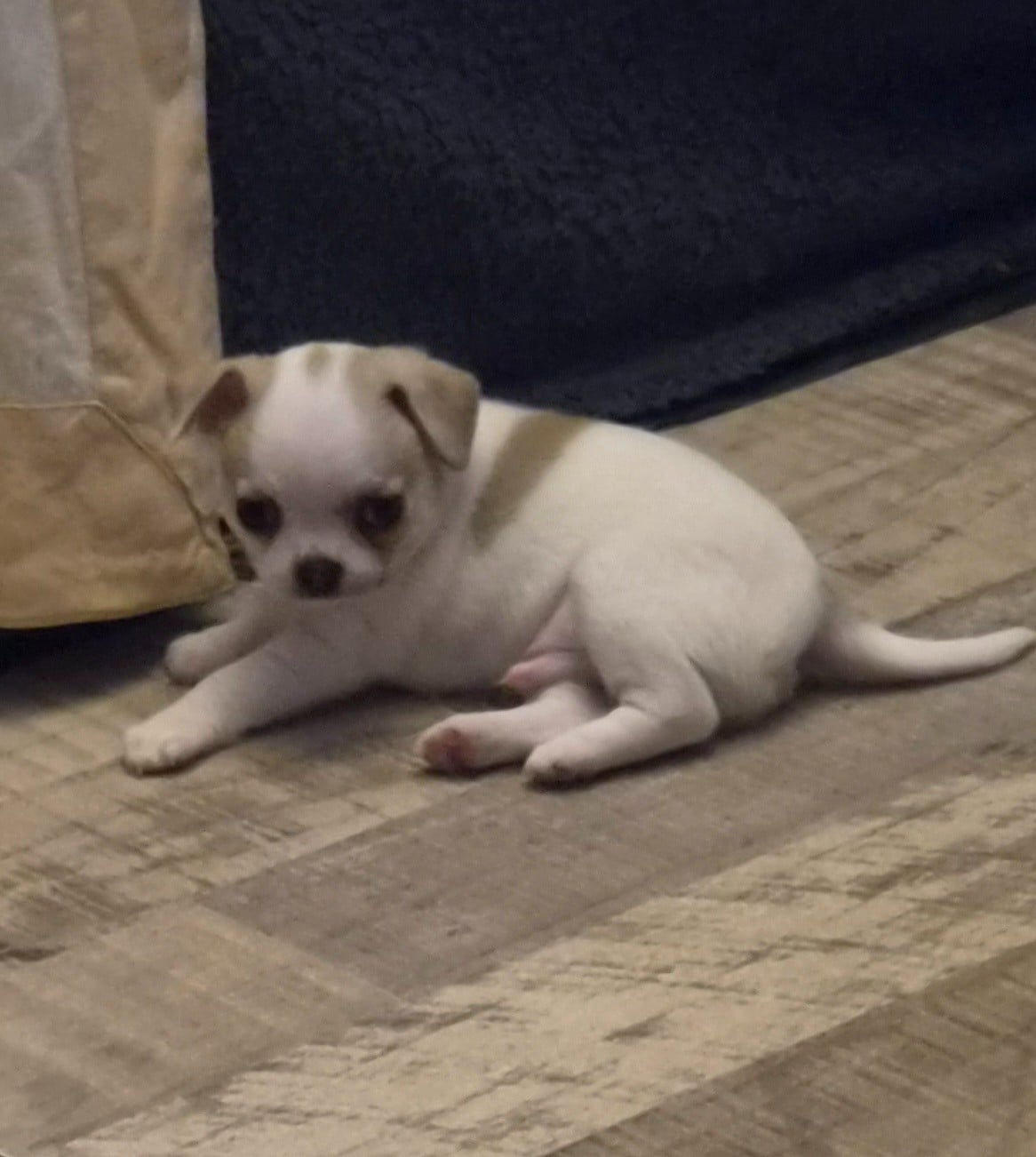 Chiot N°1