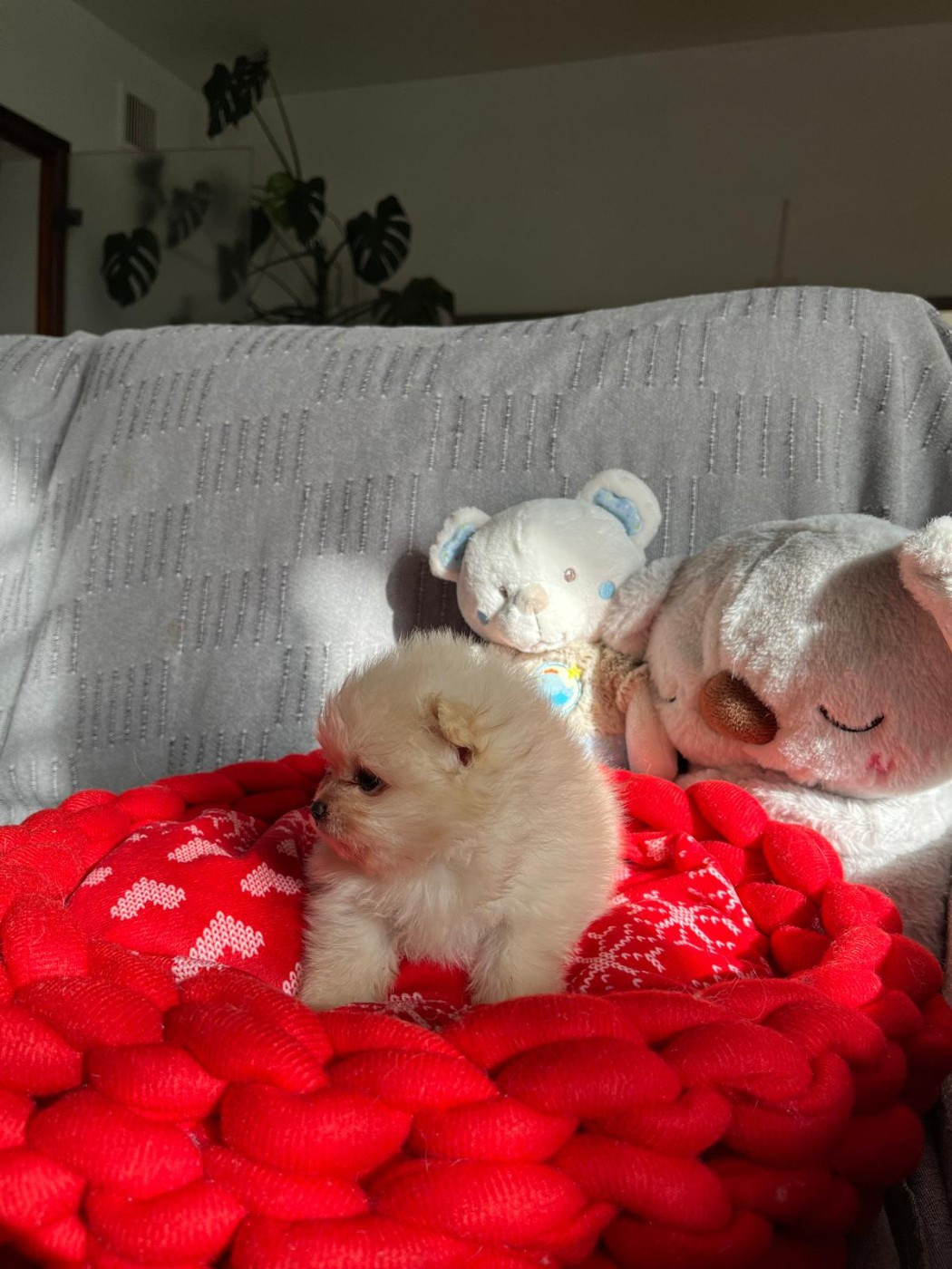 Chiot N°4