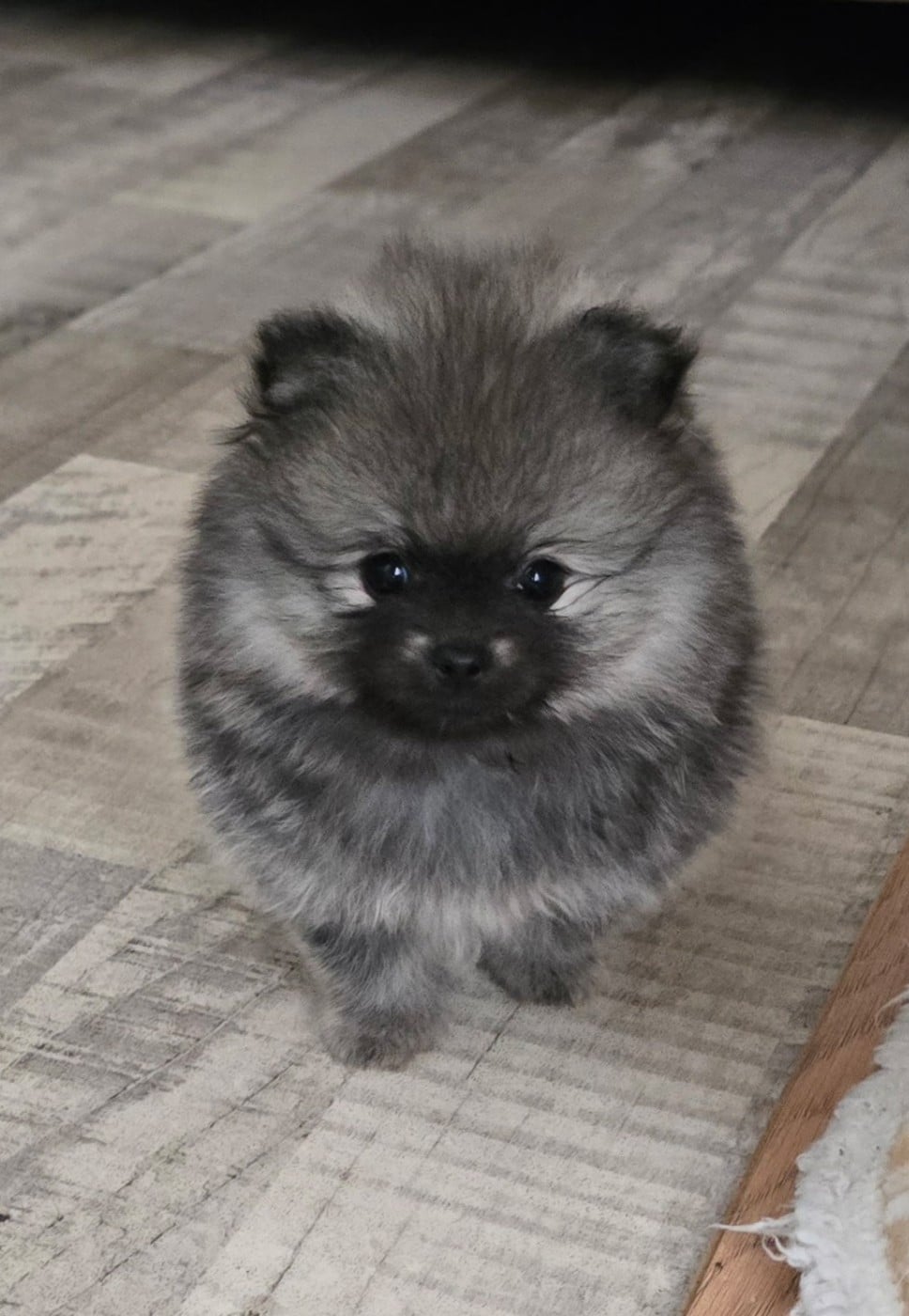 Chiot N°3
