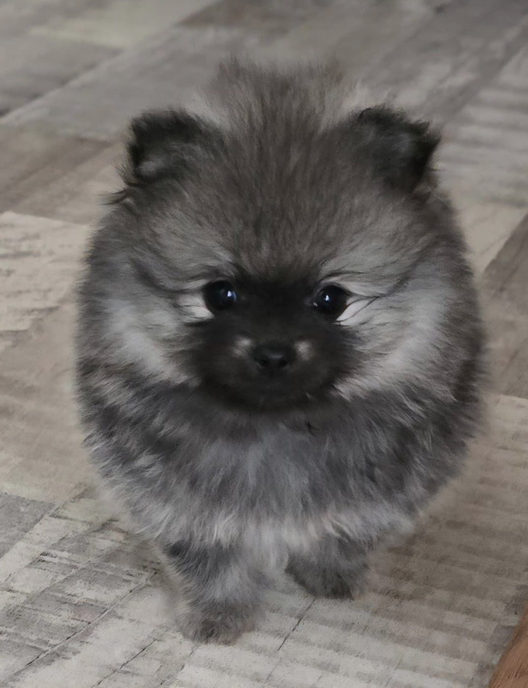 Chiot N°3