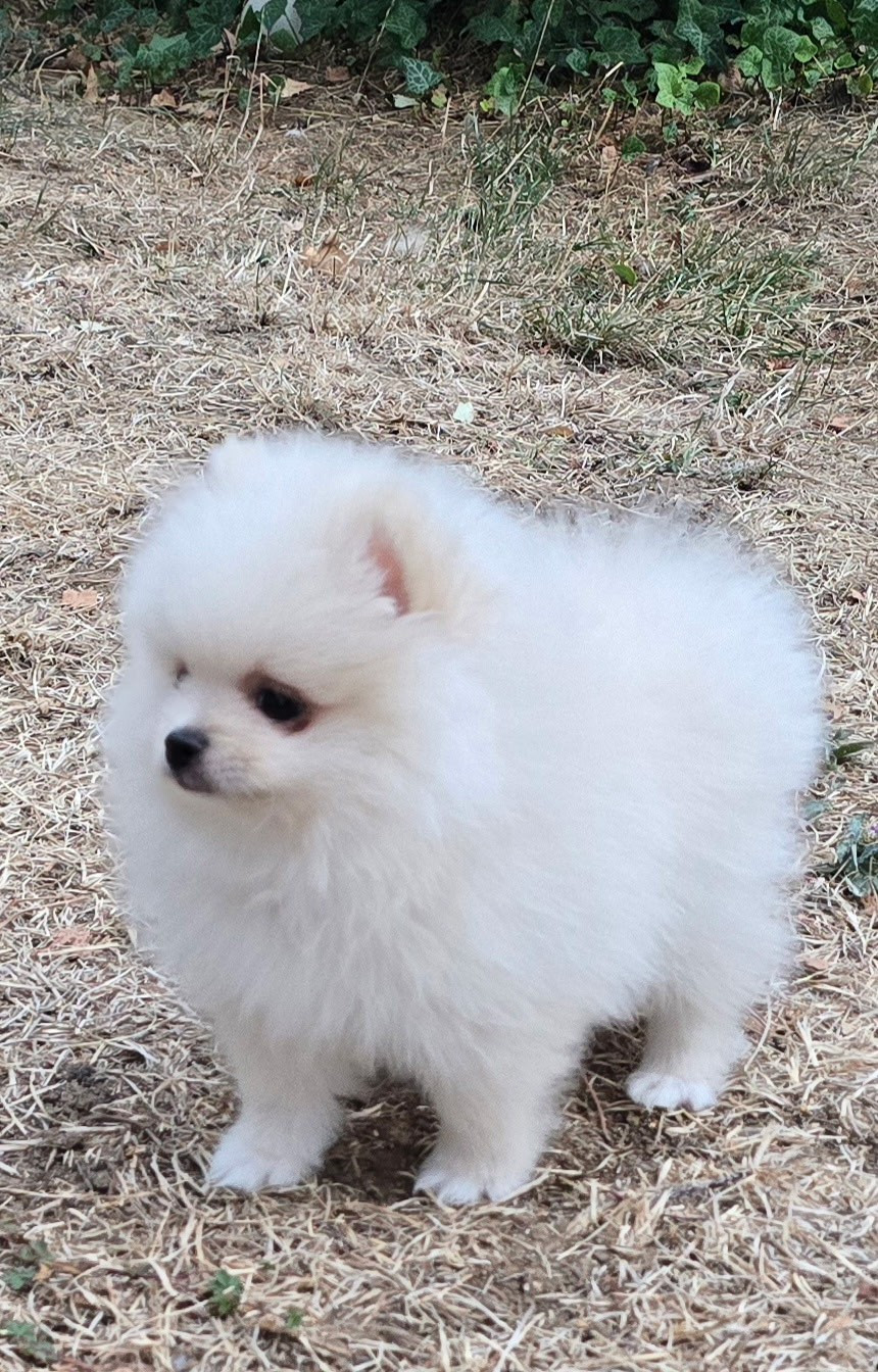 Chiot N°1
