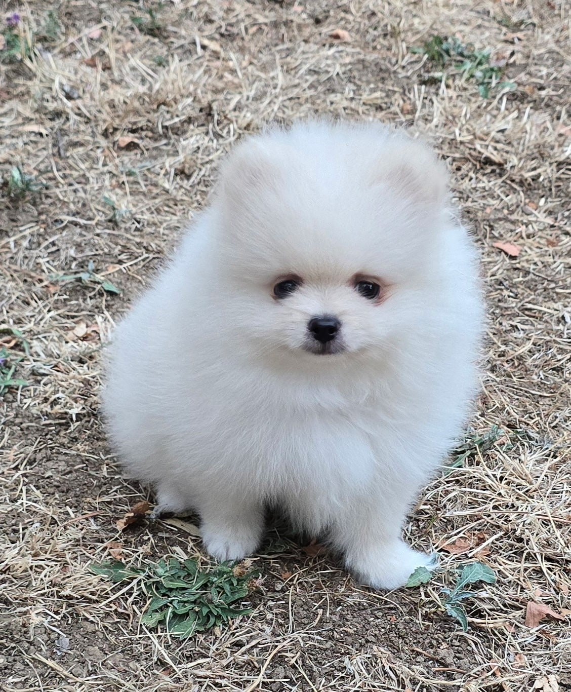 Chiot N°1
