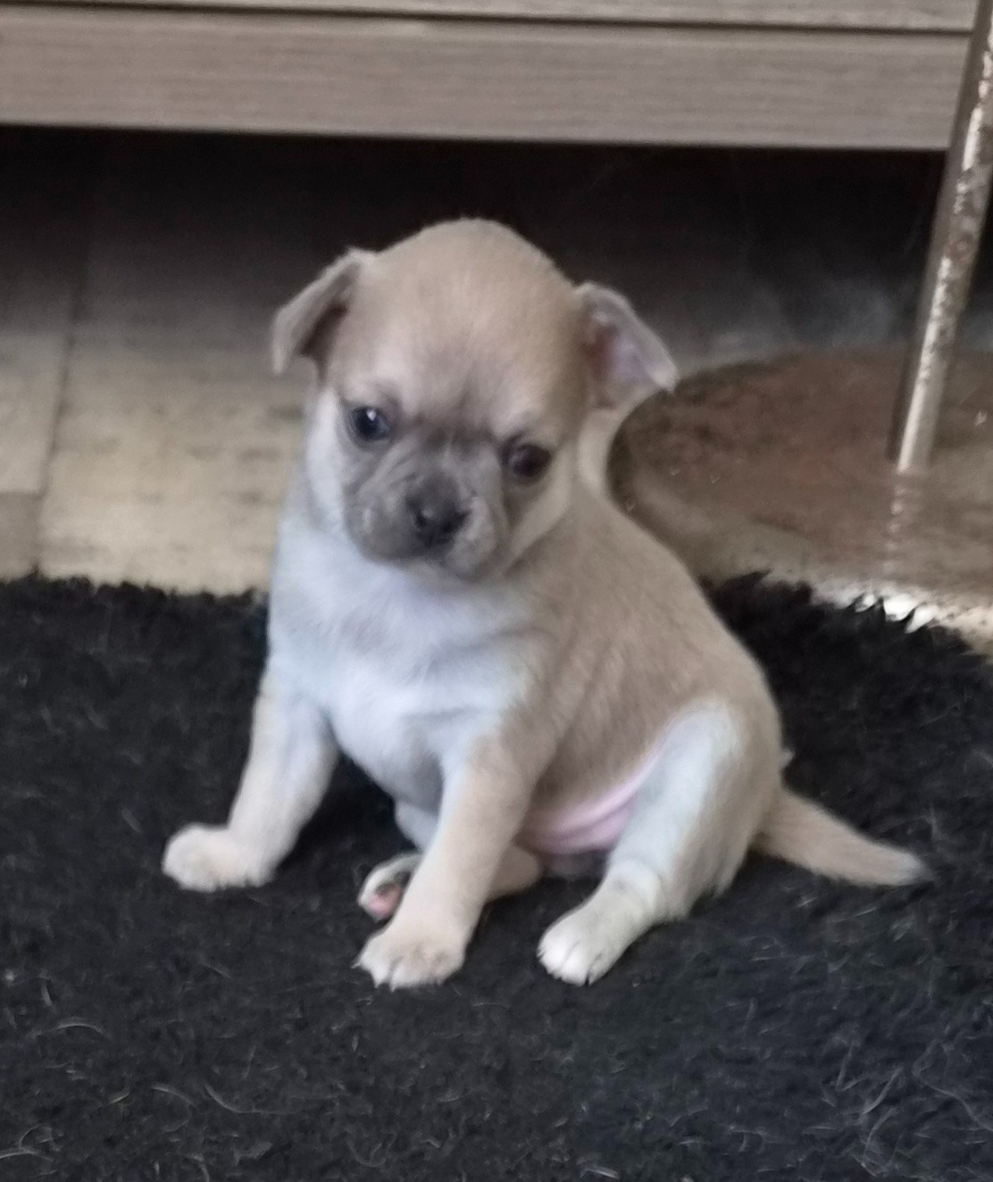 Chiot N°4