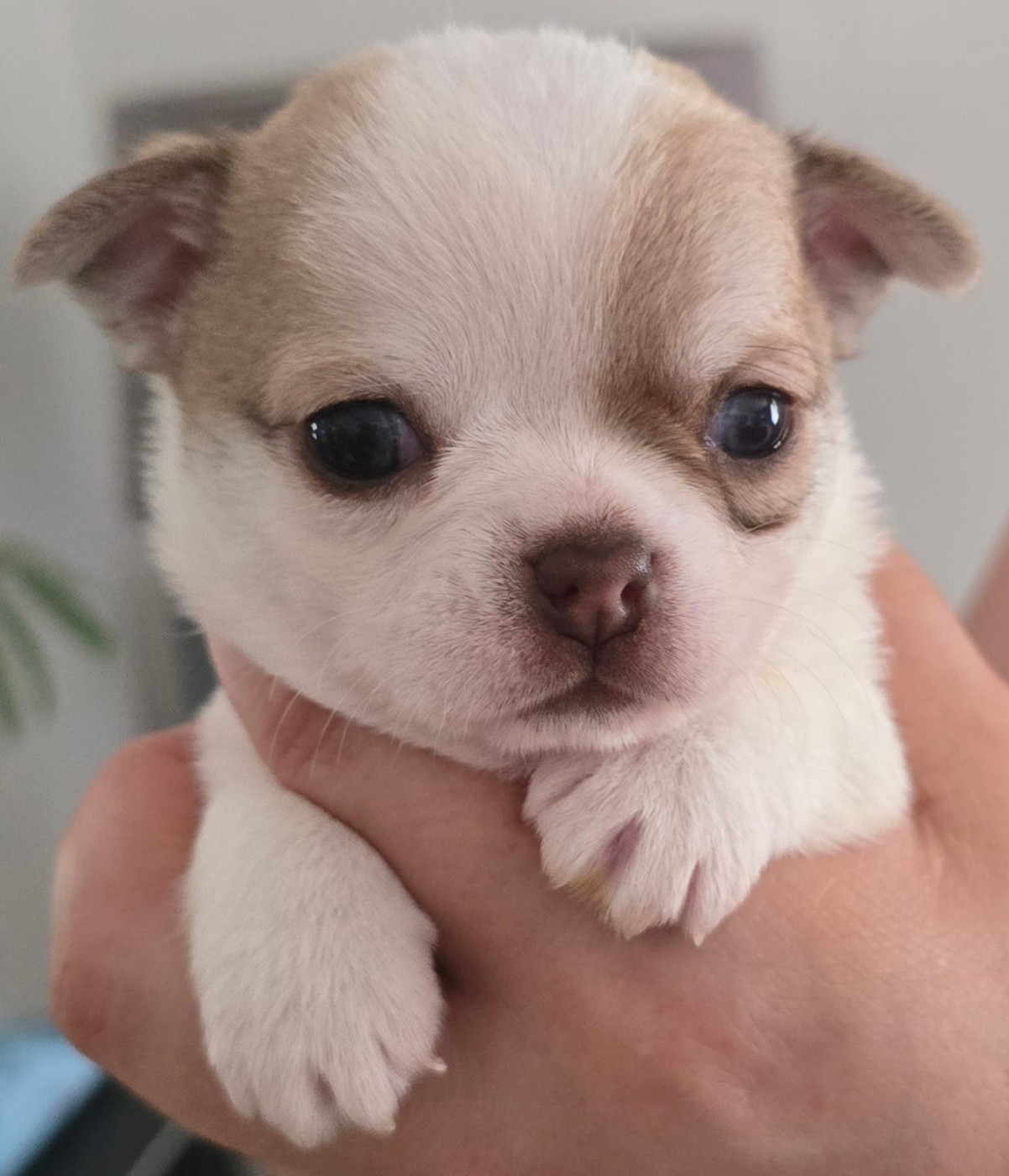Chiot N°1