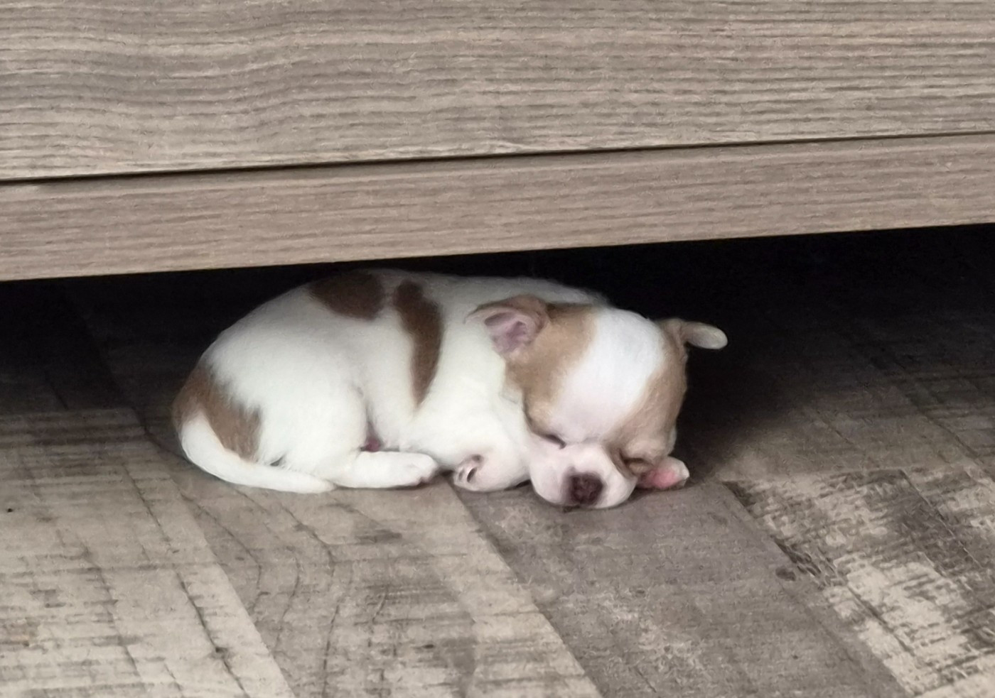 Chiot N°1