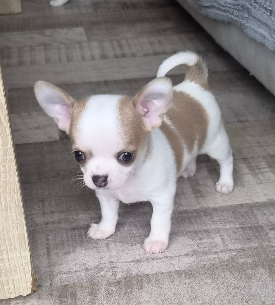 Chiot N°3