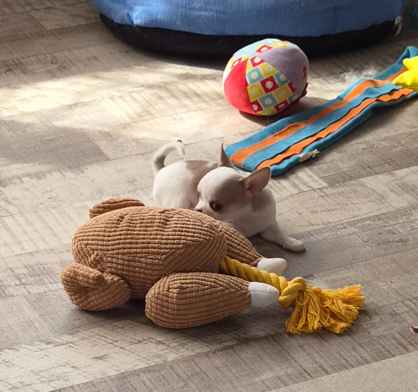 Chiot N°3