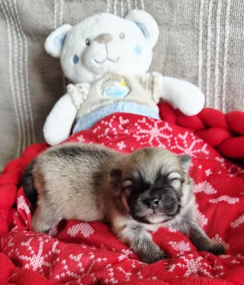 Les chiots de Spitz allemand