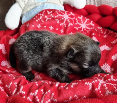 Les chiots de Spitz allemand