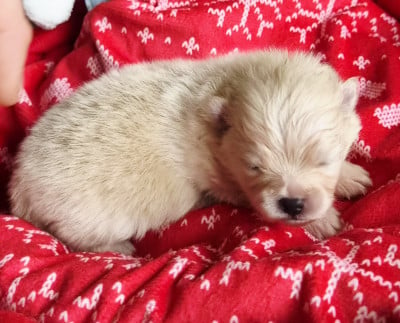 Les chiots de Spitz allemand