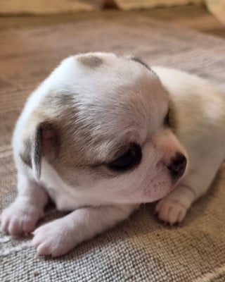 Les chiots de Chihuahua