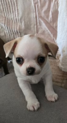 Les chiots de Chihuahua