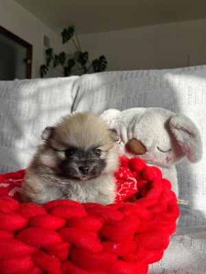 Les chiots de Spitz allemand