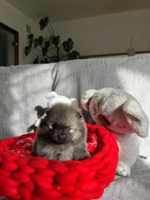 Les chiots de Spitz allemand